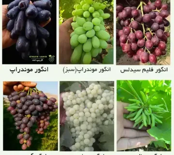 خرید انواع نهال انگور
