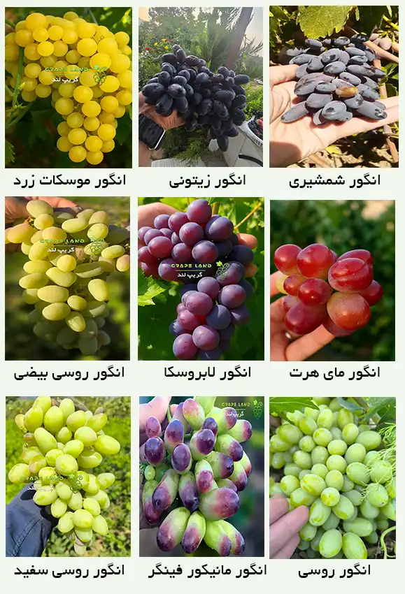 نهال انگور خارجی بی دانه