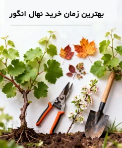 خرید نهال انگور