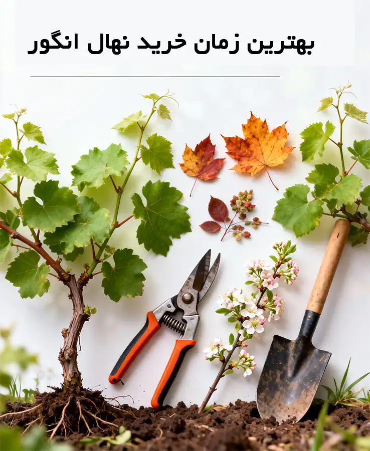 خرید نهال انگور