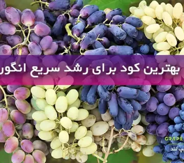 بهترین کود برای رشد سریع انگور