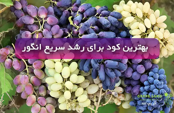 بهترین کود برای رشد سریع انگور