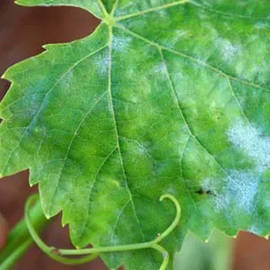 سفیدک انگور