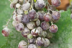 سفیدک انگور