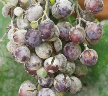 سفیدک انگور