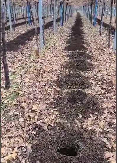 چالکود انگور