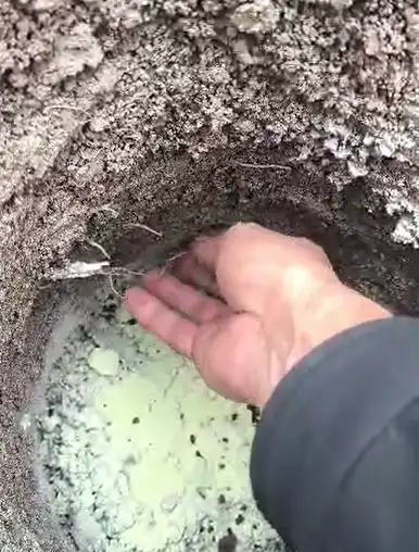 چالکود انگور