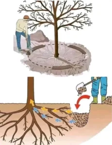 چالکود انگور