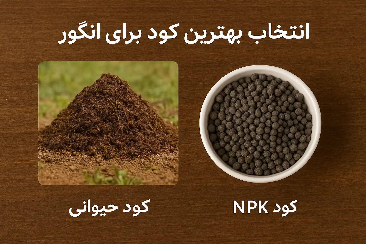 چالکود انگور