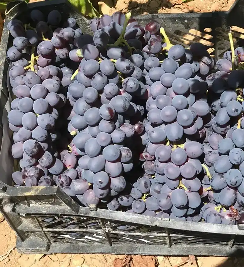بهترین انگور برای شراب 