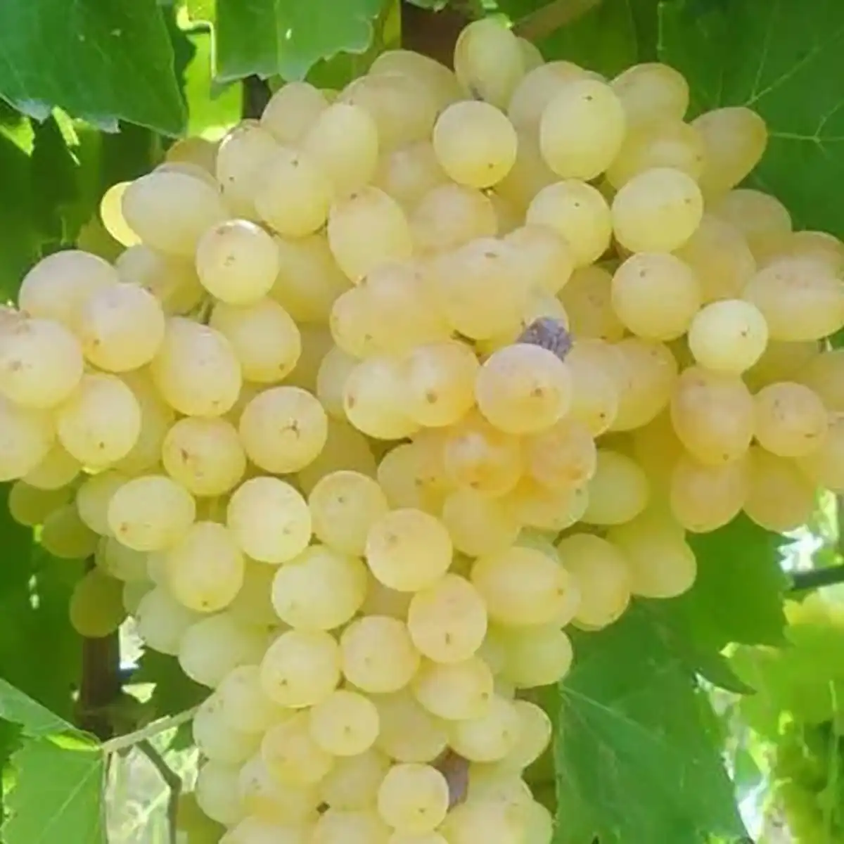 بهترین انگور برای شراب 