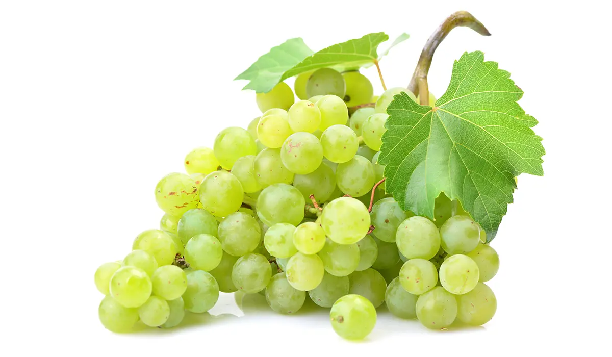 بهترین انگور برای شراب