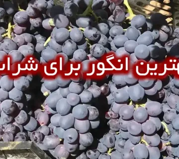 بهترین انگور برای شراب