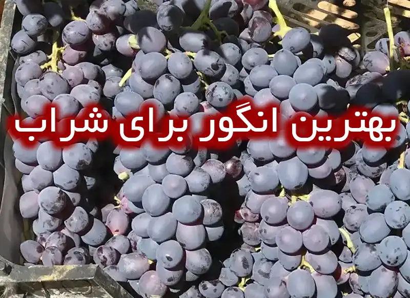 بهترین انگور برای شراب