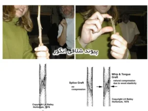 پیوند شلاقی انگور