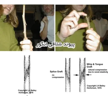 پیوند شلاقی انگور