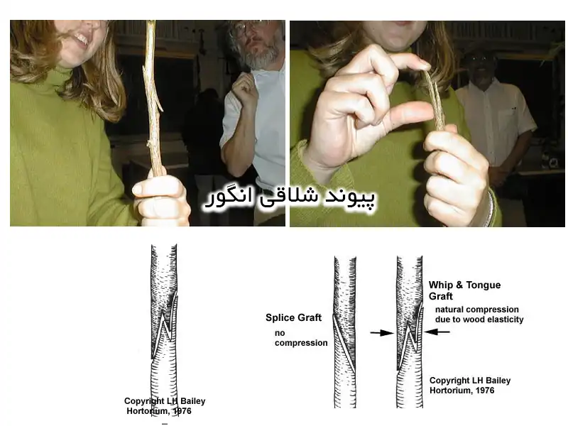 پیوند شلاقی انگور