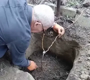 طرز کاشت انگور