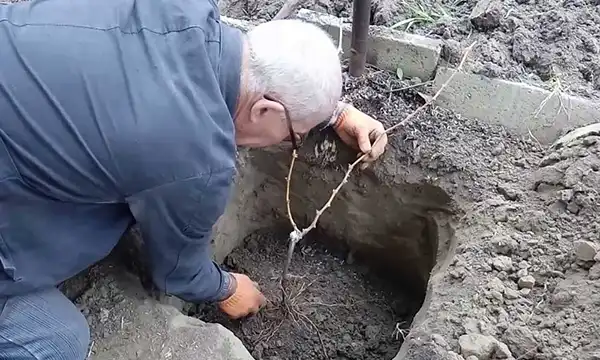 طرز کاشت انگور